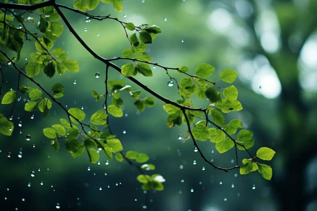 50首春雨诗词,好雨知时节,当春乃发生_杜甫_一雨_喜雨