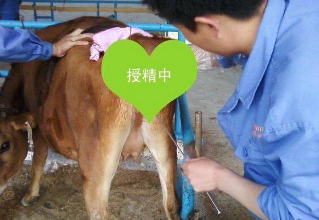 人工输精还是本交更合适?_公牛_人工授精_进行