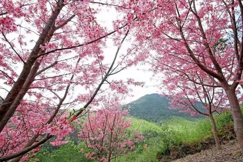 海口石山镇美城村樱花图片