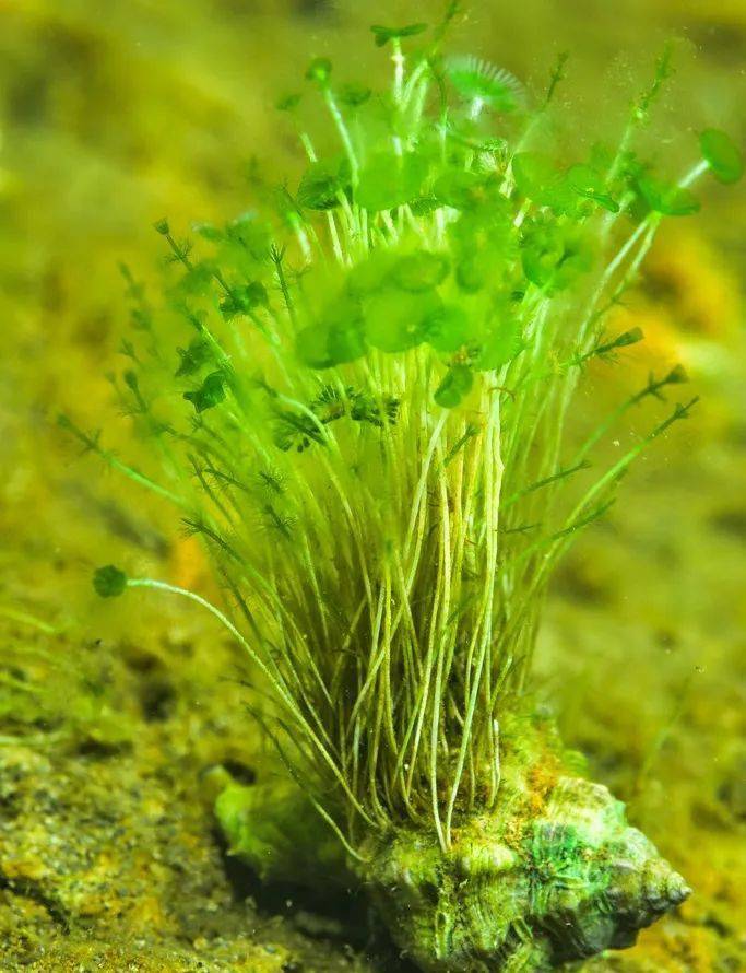 大伞藻:荒石生白发_藻类_环境_光合作用