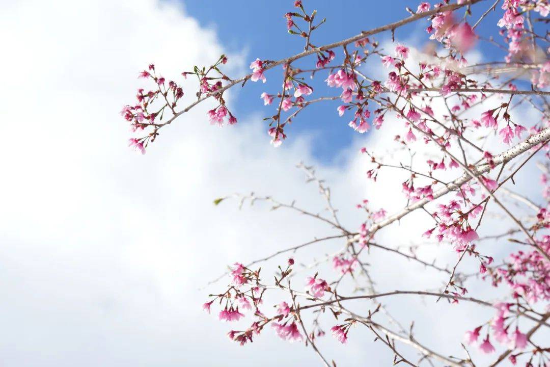 春花浪漫文字|周佳欣图片|邢   沛