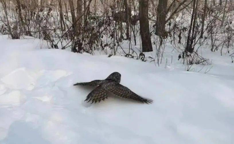 【媒体关注】龙江森工||山河屯:"大眼萌"林鸮在胜利派出所歇脚"过年"