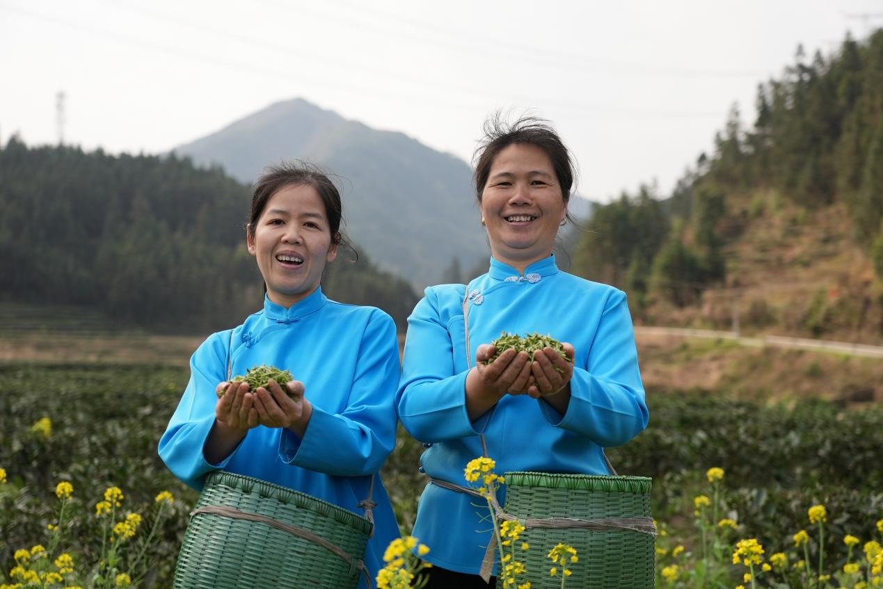 广西龙胜:春茶飘香 采摘忙_产业_瓢里镇_梅洞村