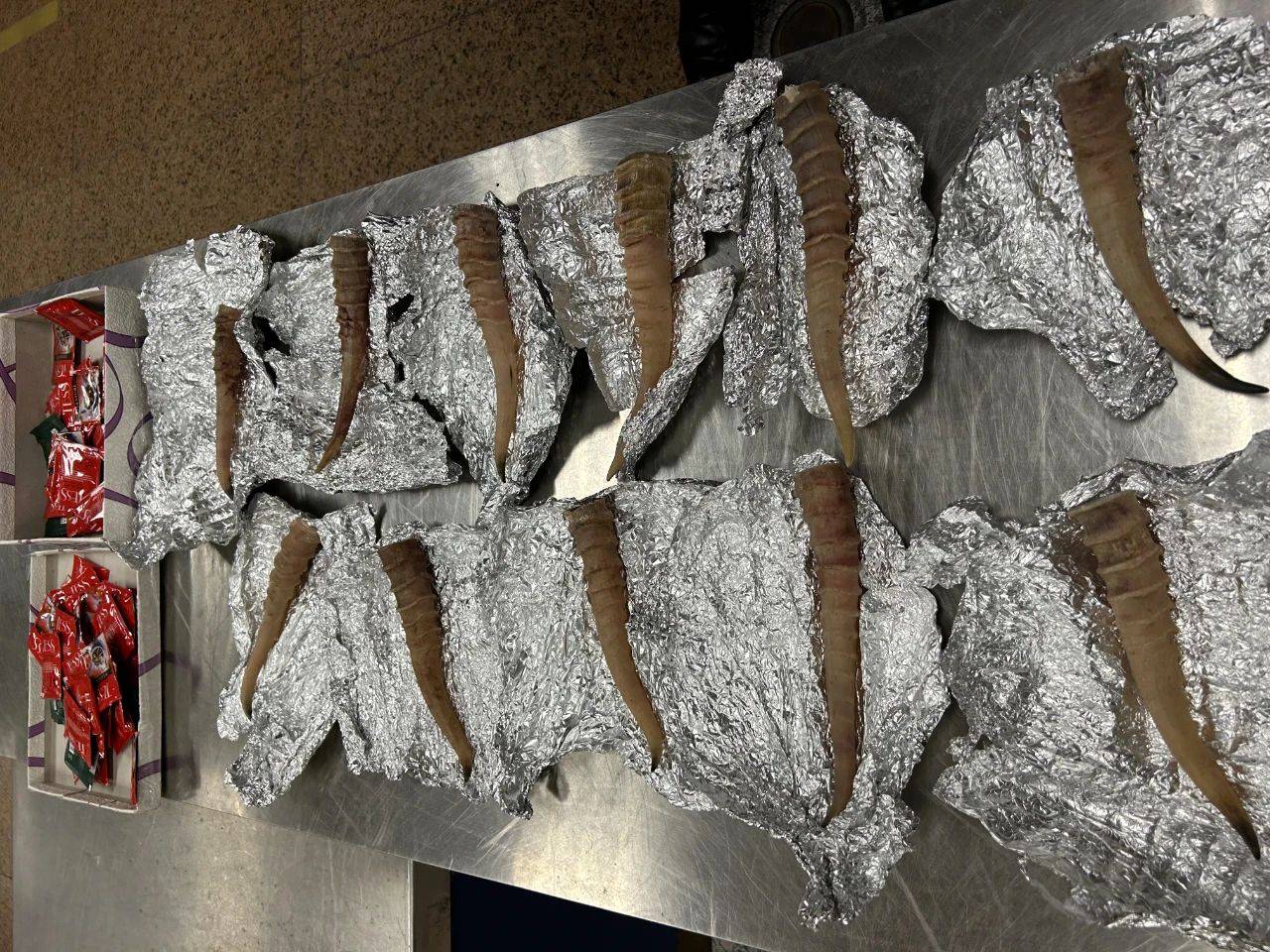 首都机场海关查获锡纸包高鼻羚羊角11根_濒危_动植物种_进出口