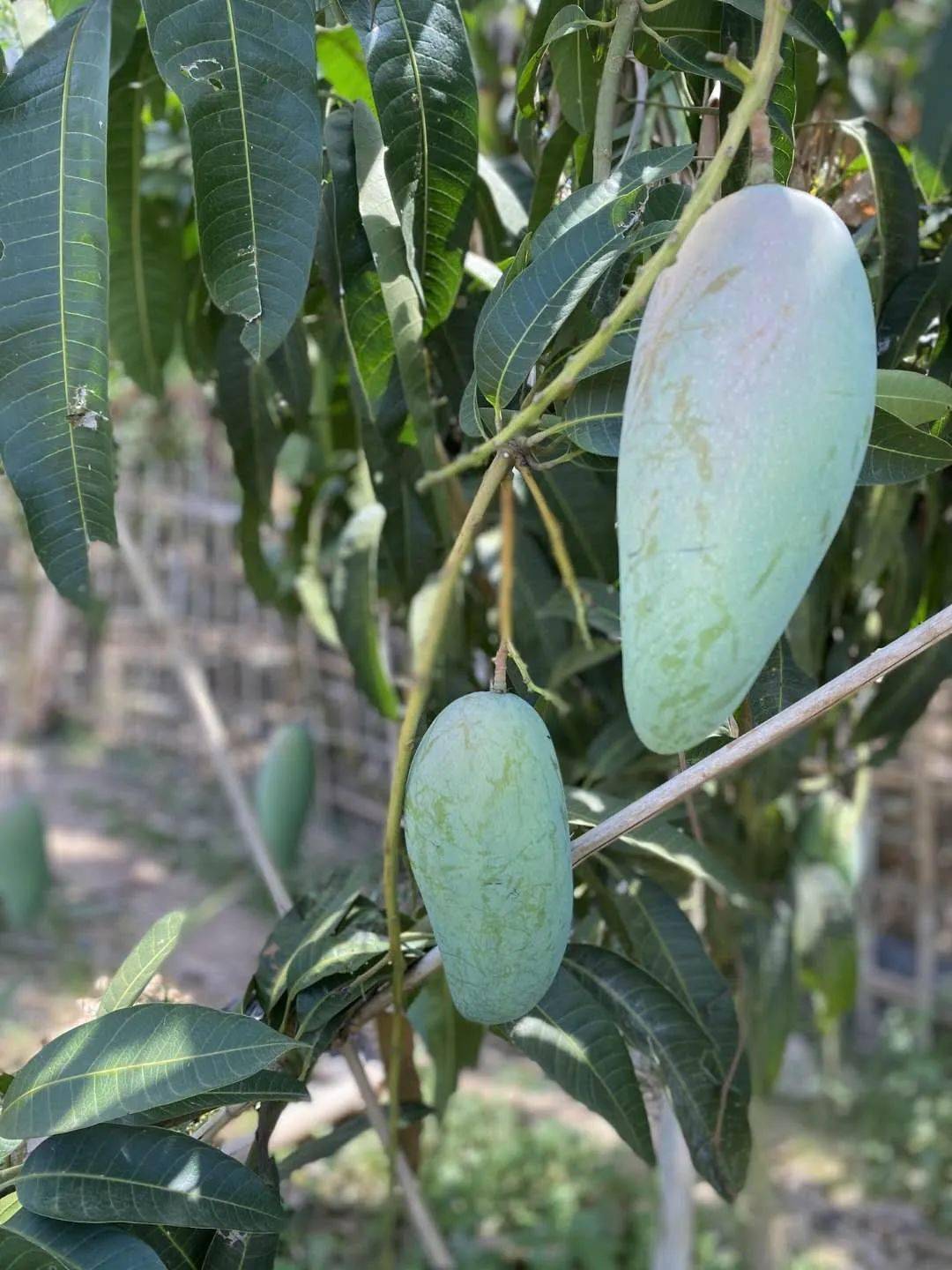 爆汁!超100万斤『越南大青芒26.