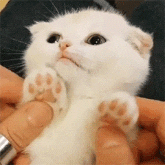 猫主人b:有一种不能@自己猫的无力感猫主人c:我家猫看了说是演的猫