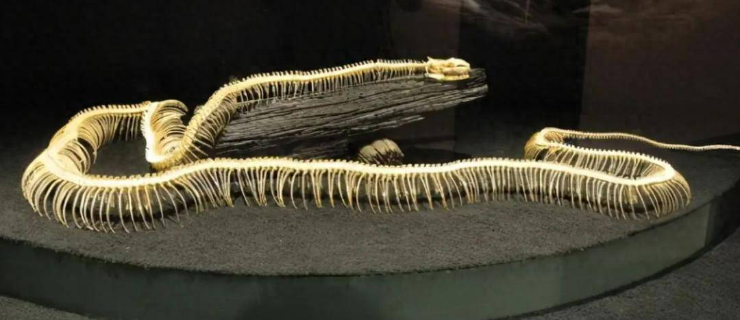 地球曾经发了一次"高烧",孕育了地球有史以来最大的蛇_泰坦_气温_体型