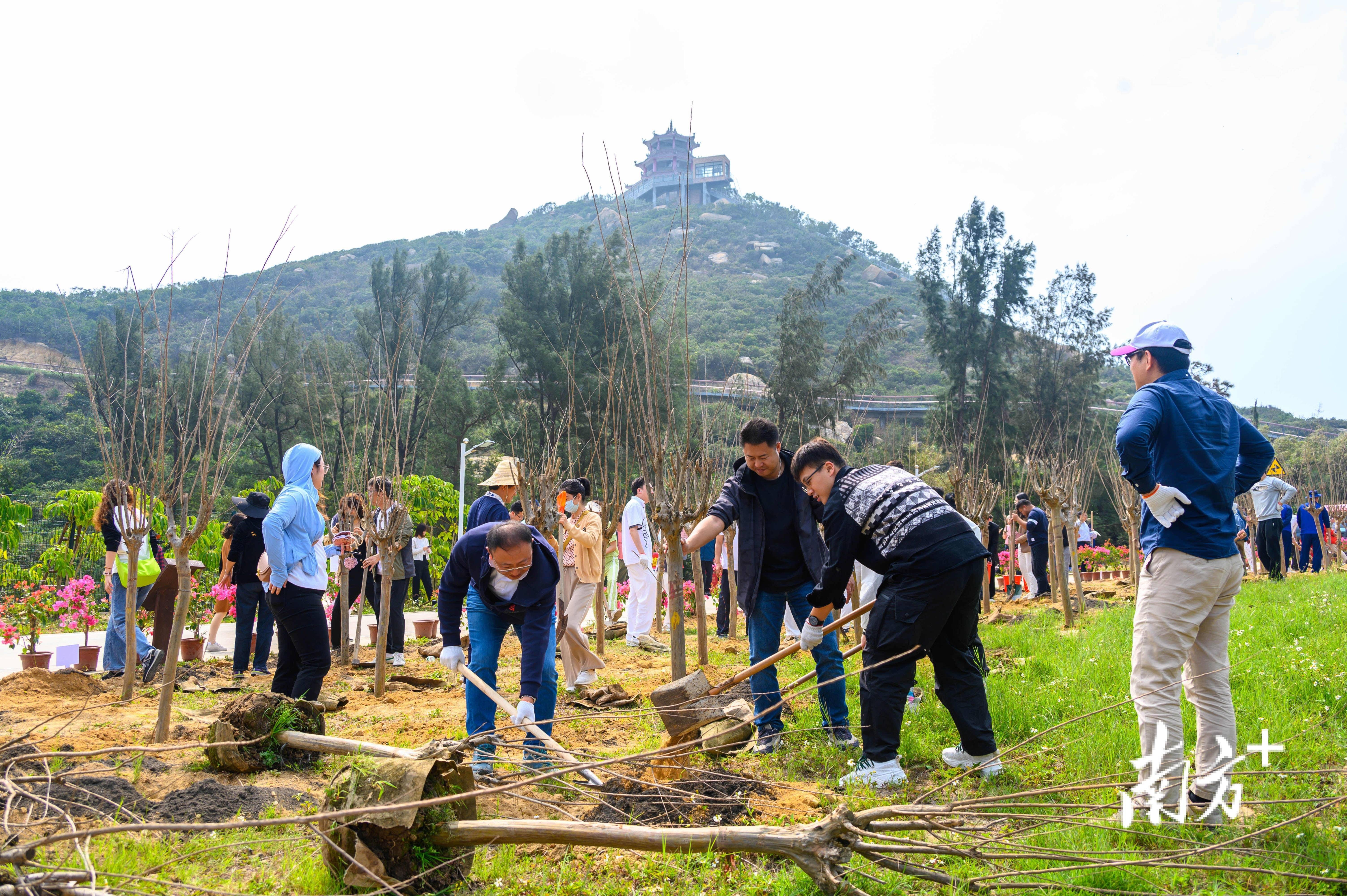 认种绿化4800平方米,珠海万山开春种新绿_海岛_活动_发展