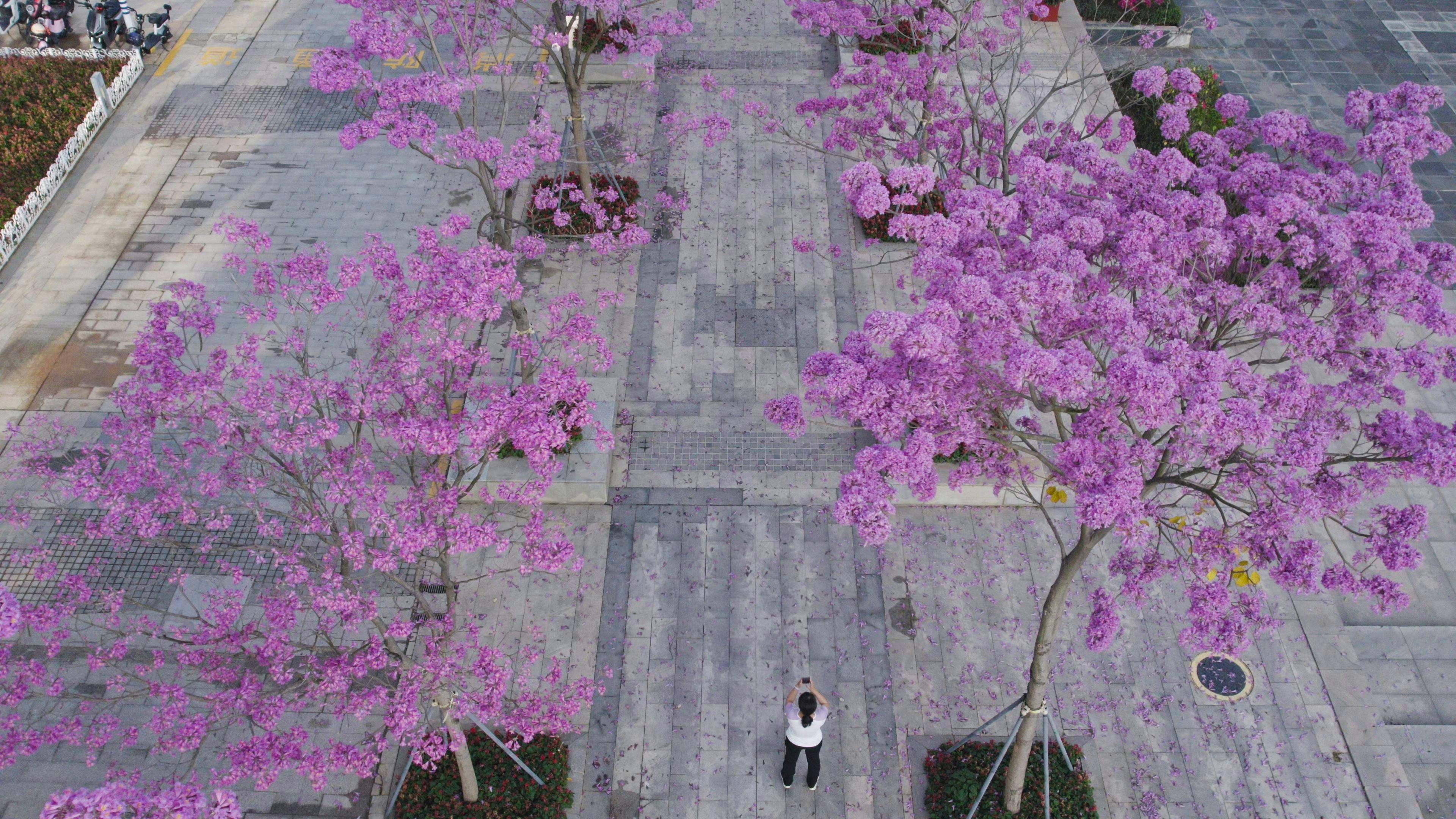 紫色风铃木花语图片