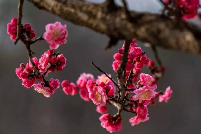 一年复始,万象更新,于此春木之气始至,东风蓄满了梅子色.眼下,正