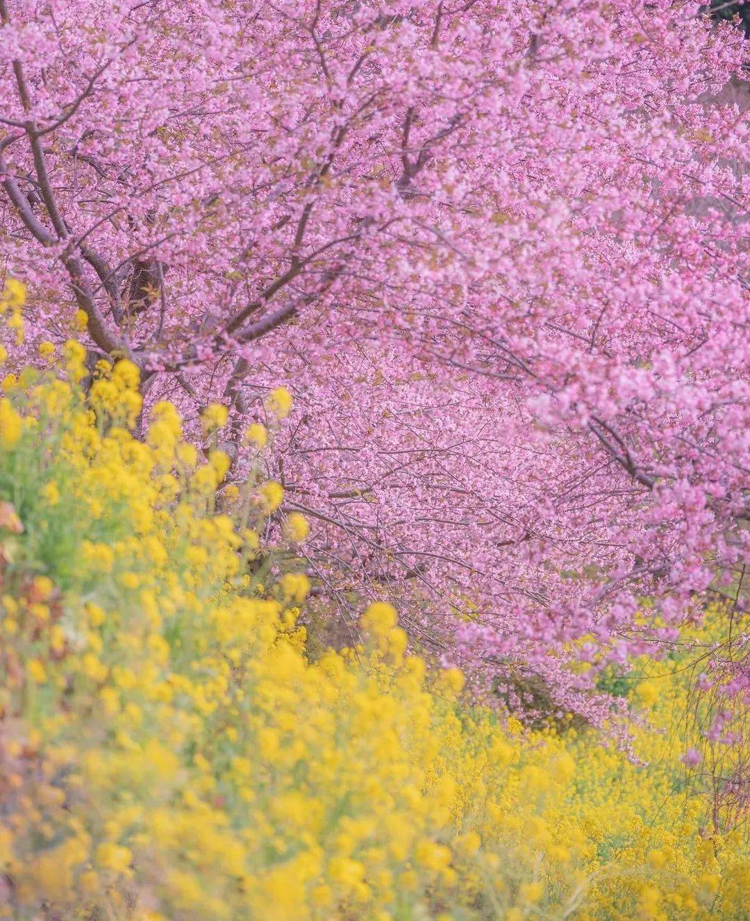 春色不言,花自语;花色斑斓,春意浓_photo_by_画卷