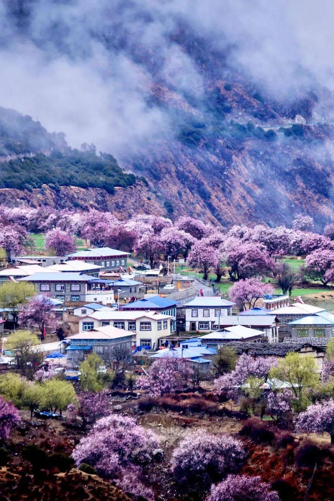 江南,林芝波密桃花季~中国最美春天_候季鸟_团队_雪山