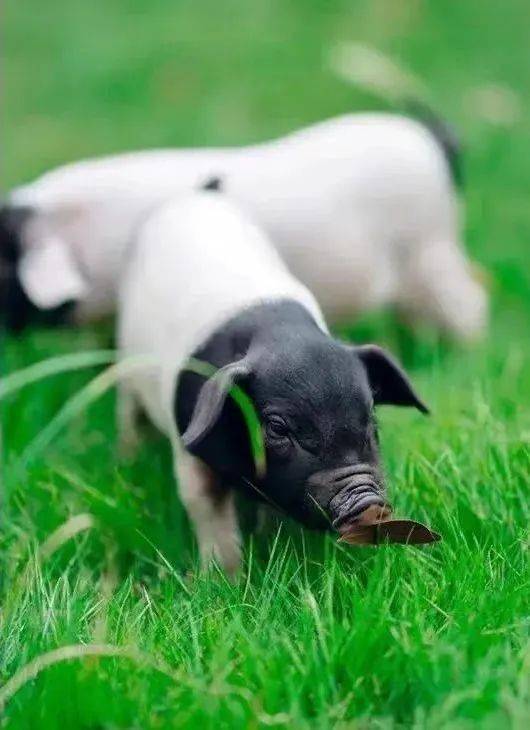漫长的养育过程精炼出了美味,两头乌含有比普通猪更多的肌苷酸和肌间