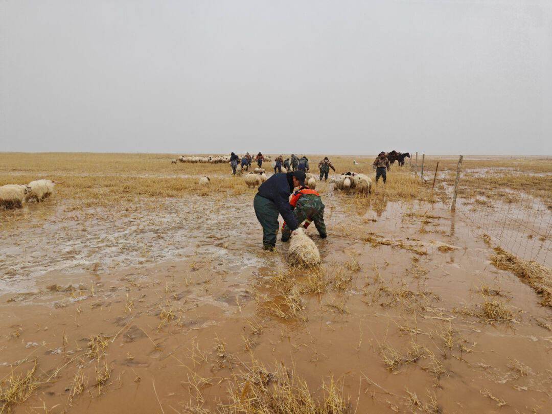 送至安全地点将羊驮在马背上一部分人员骑马蹚过沼泽区域到被困羊群中