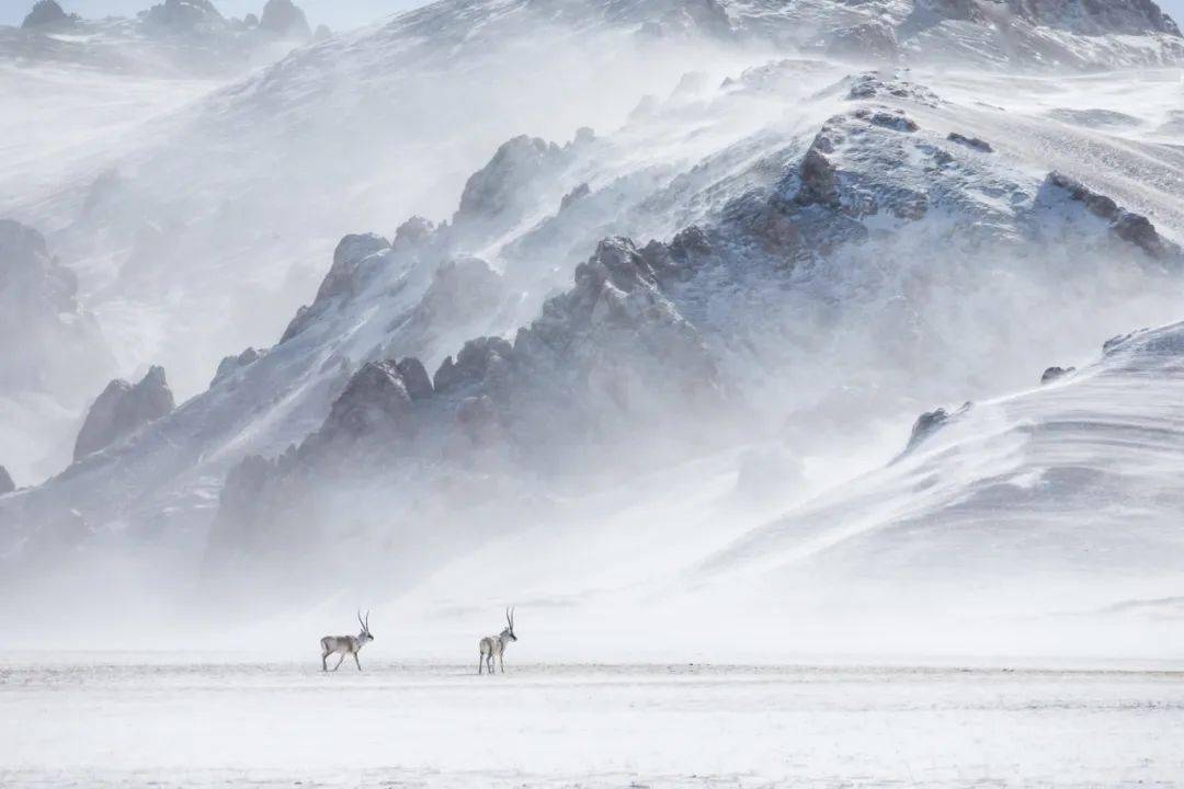 可可西里和羌塘并称为中国四大无人区,在这里,蓝天,白雪,绿草组合成
