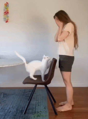 猫主人b:有一种不能@自己猫的无力感猫主人c:我家猫看了说是演的猫