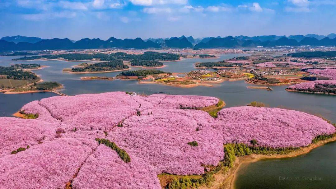 全球最大樱花花海