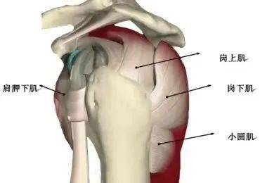 很可能是肩袖损伤 这样预防