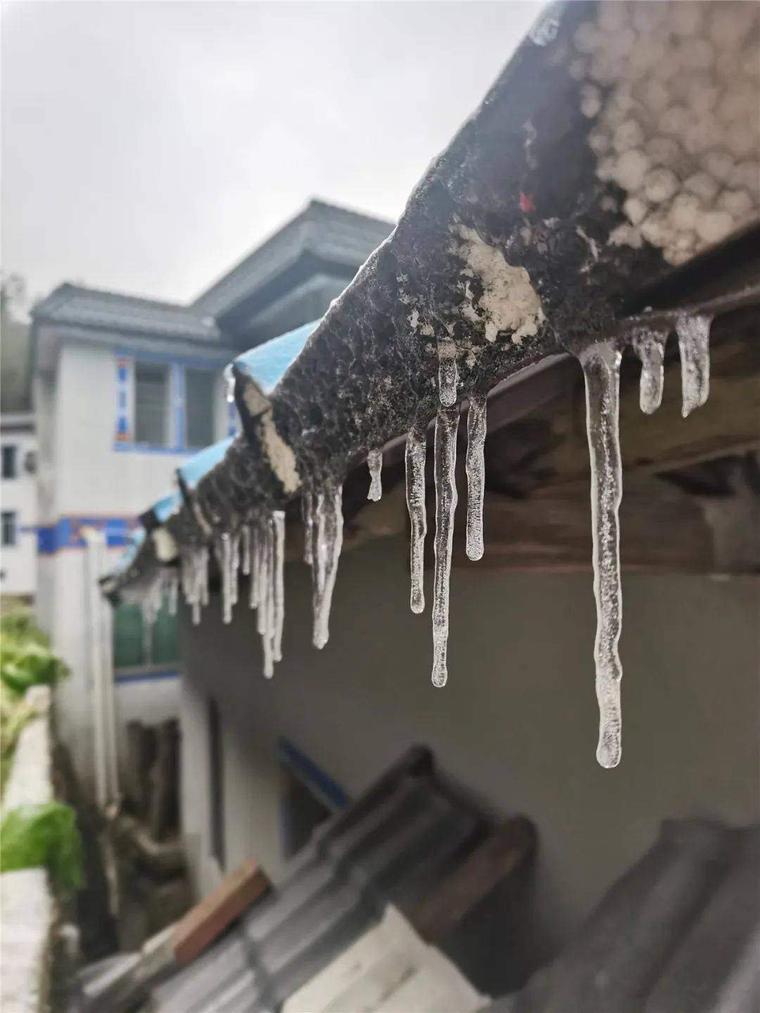 清远连州迎春节后首场雪_梨花_油菜花_广东