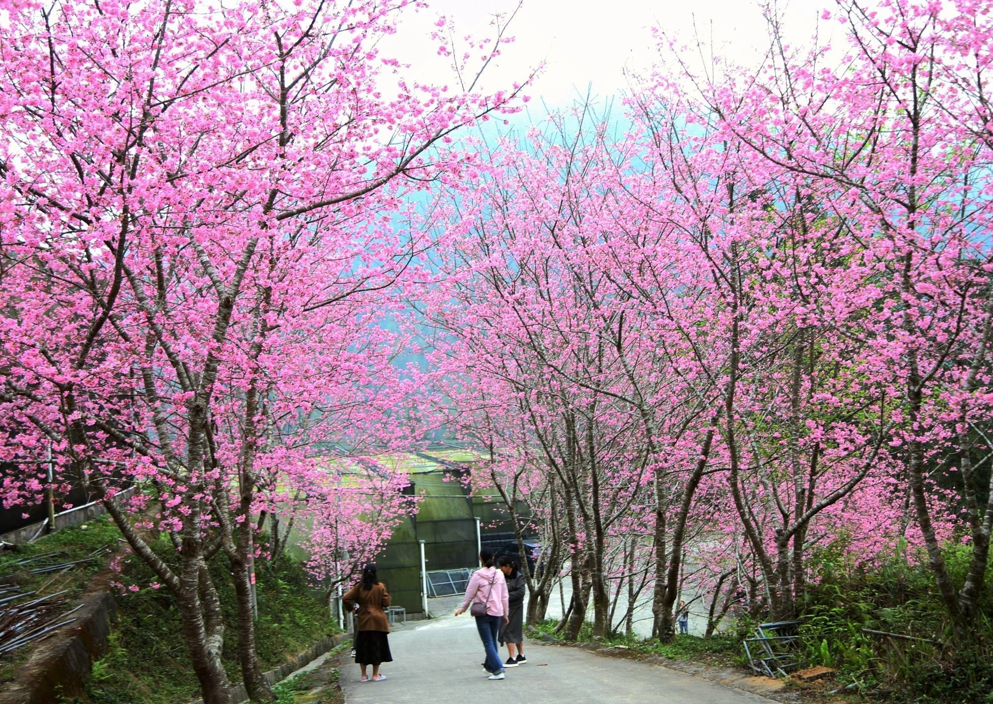 广东茂名:深山樱花绽放 春日美景如画_游客_邓美芸_活动