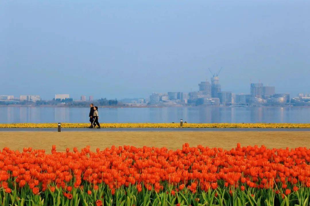 是你喜欢的郁金香花海_景区_双流_成都