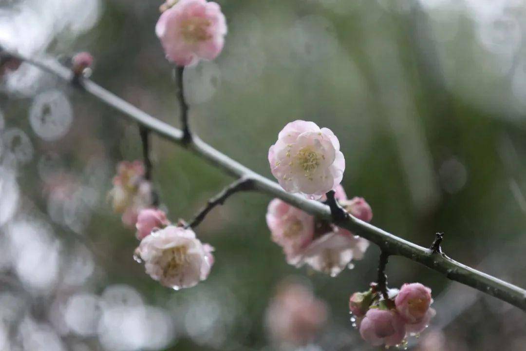 只見雨越發大了,花枝和花朵上全是亮晶晶的水珠子,讓人想起《紅樓夢》