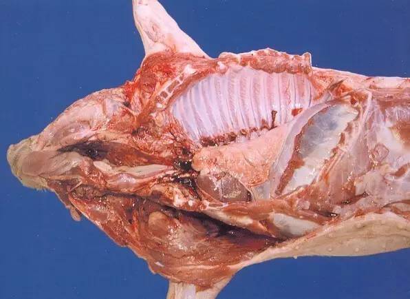猪横膈肌的位置图片图片