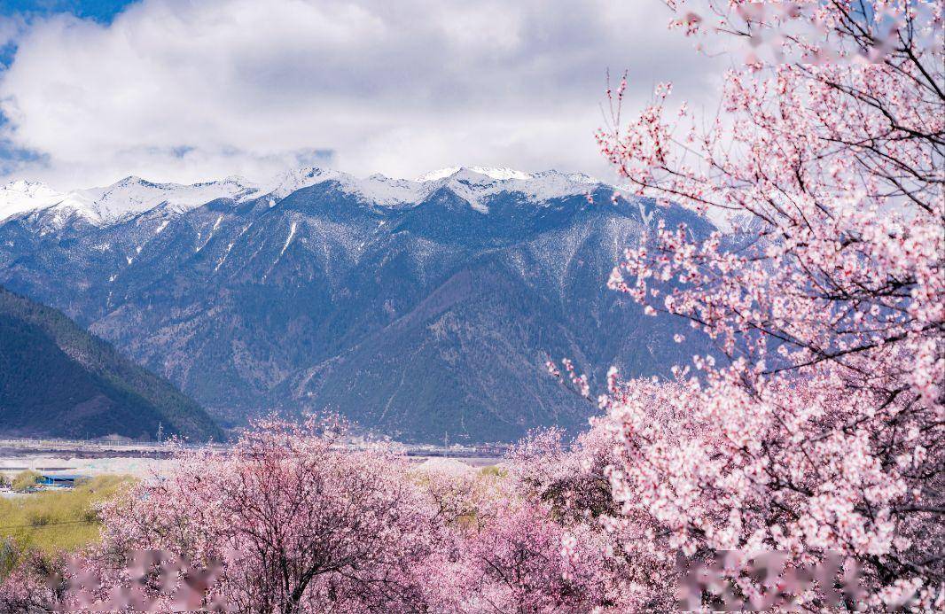走在桃花村落里欣赏雪山腰间云带飘飞,好好感受眼下避世的美景.