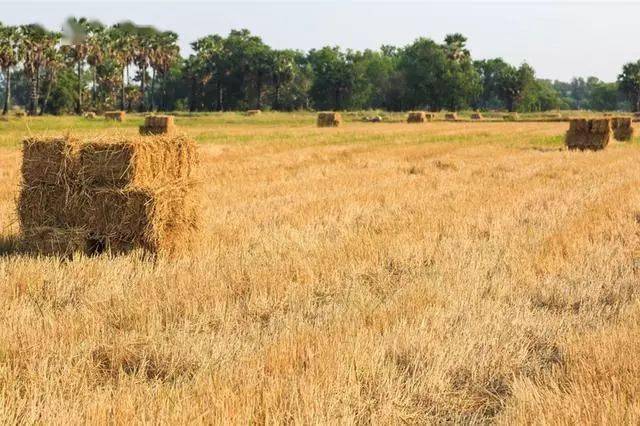 水稻秸秆,可以给牛吃吗?_粗饲料_时候_饮水