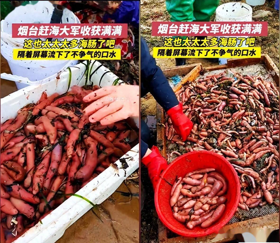 一网能捞1万块,烟台大风刮来"免费"海肠,一天6起溺水不胆怯_大海_海里