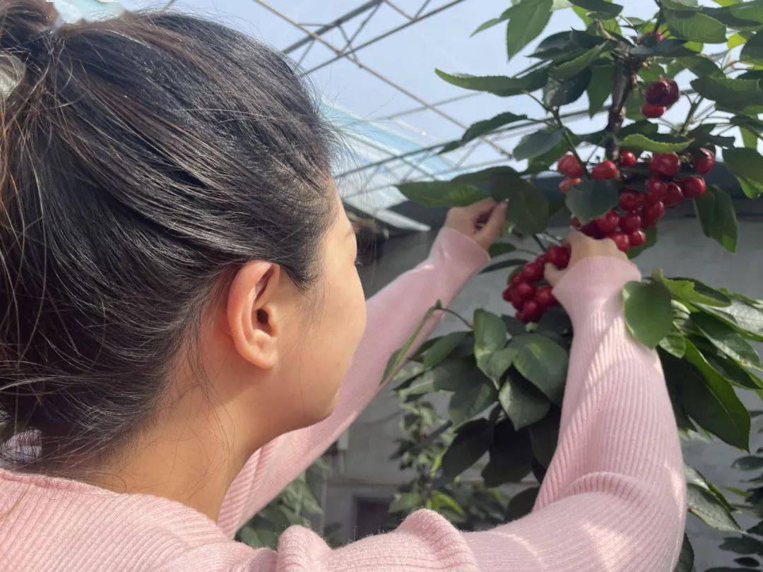 绿叶掩映间,一簇簇圆润饱满的大樱桃像红宝石一般透着光亮,散发出清新