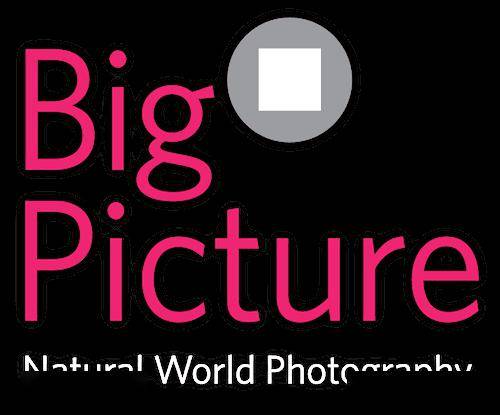 bigpicture natural world photography