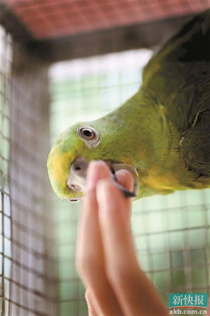 "如果不是爱动物的人,真的没办法工作下去"_救护_中心_救助