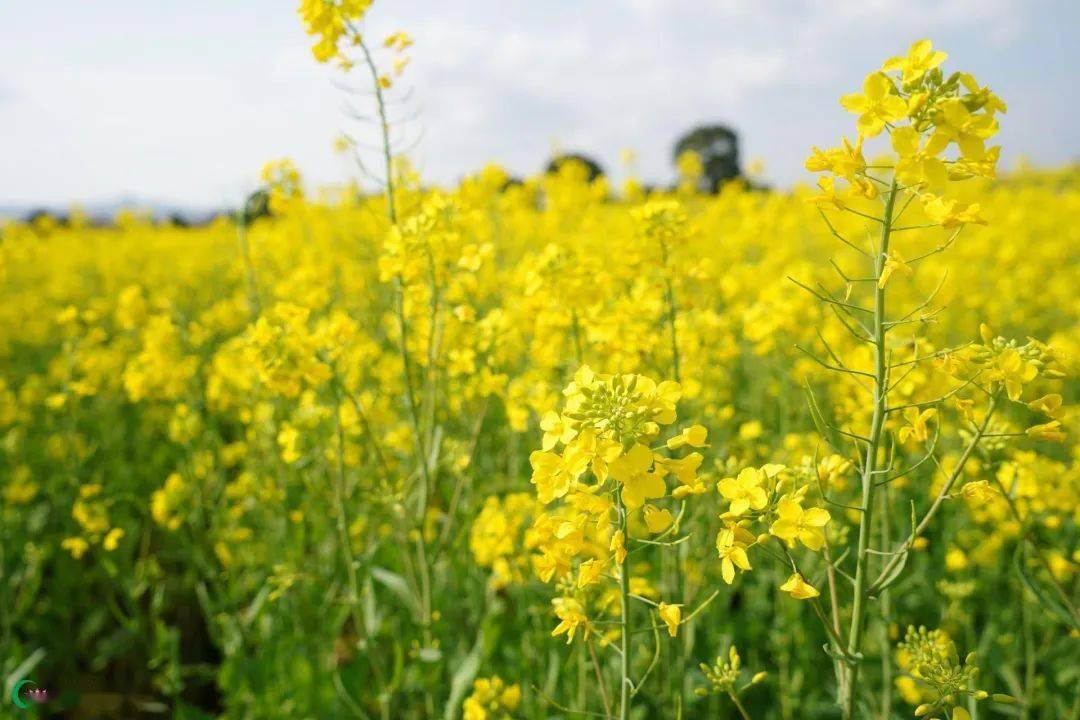 来广昌邂逅"金色的仙境"_油菜花_头陂镇_龙虎村