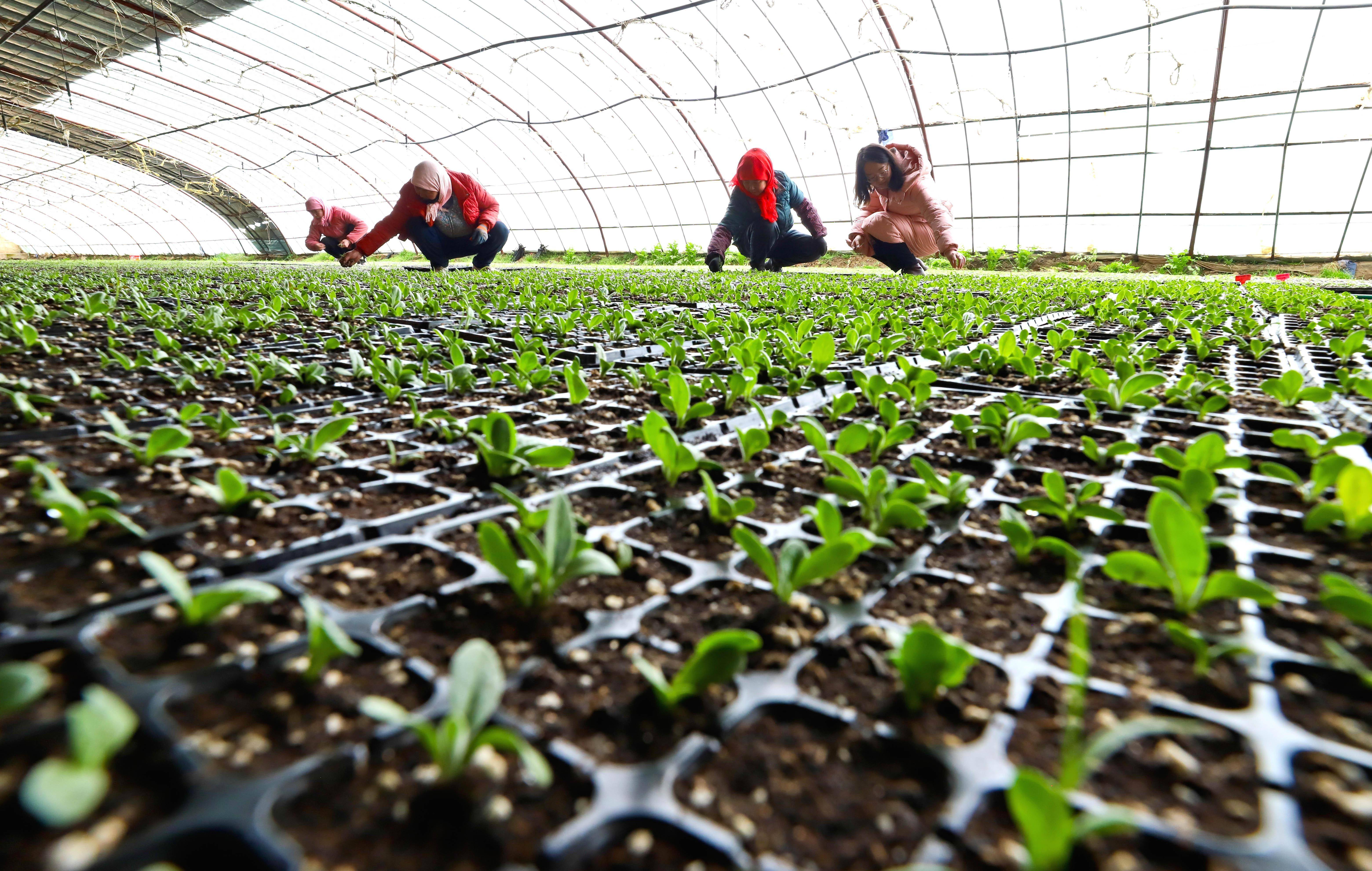 甘肃高台:人勤春来早 蔬菜育苗忙
