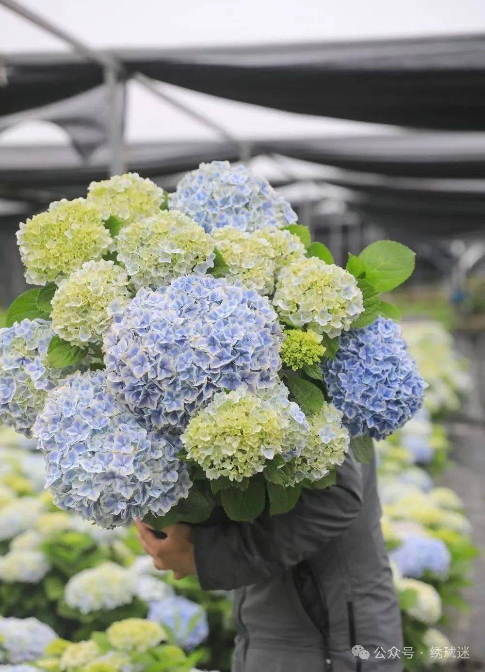 不会养绣球花的建议收藏好这篇干货 |养花有招
