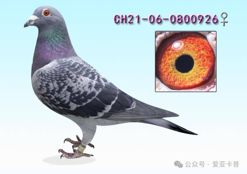 ch21-06-0800926雌本身获得:21年辽宁博翔俱乐部 五关鸽王18名_综合