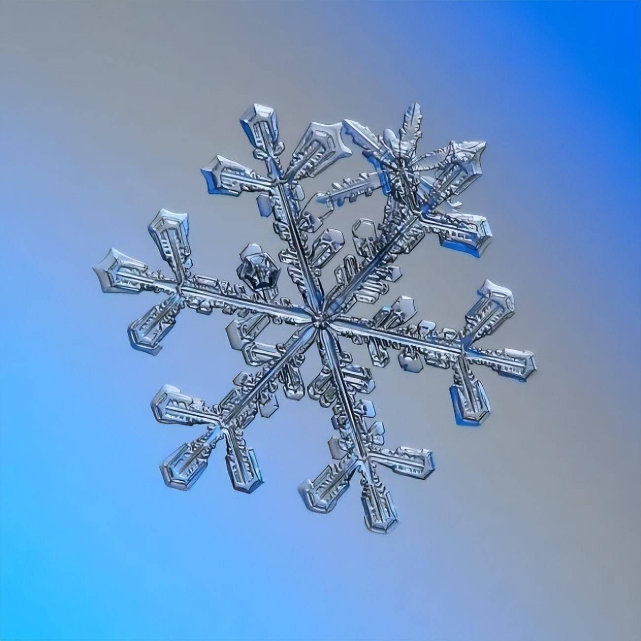 各种各样的雪花图片图片