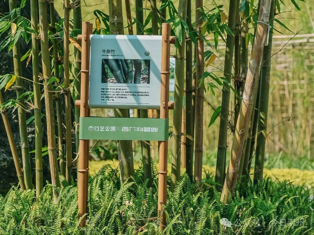 地景观上百竹科普园位于形成沉浸式竹文化百竹科普体验园实现以景说竹