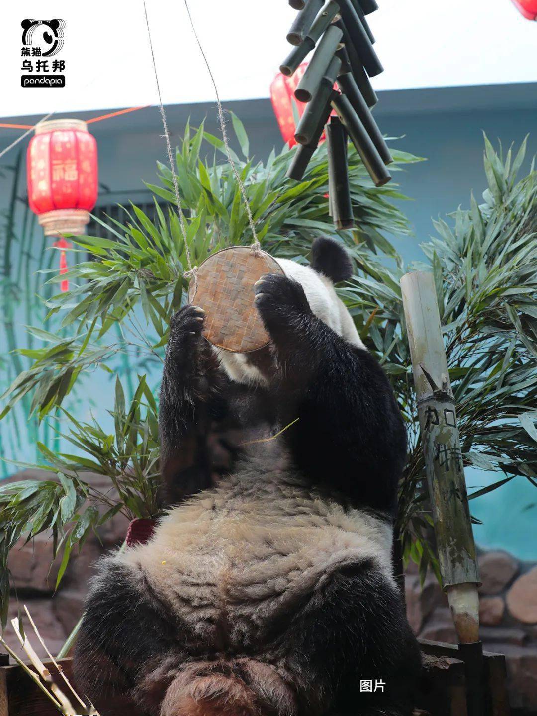 二喜,图源:爱胖达的七七微信公众号|新浪微博|b站|抖音今日头条|西瓜