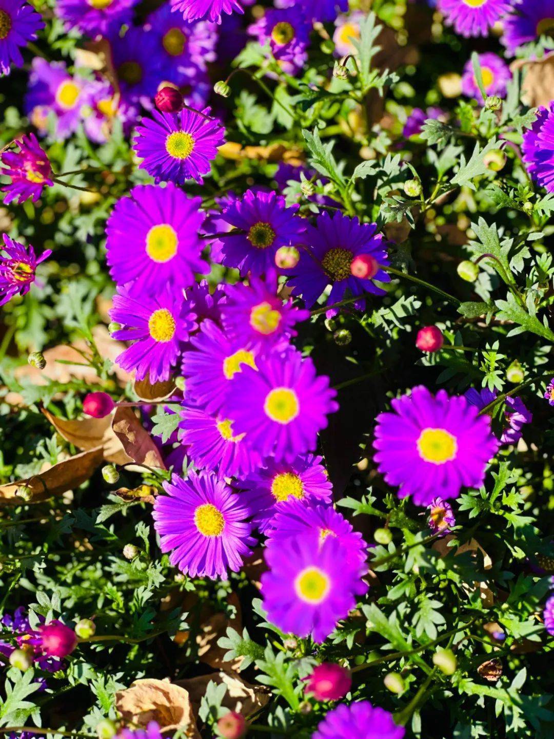 一路繁花71 | 姬小菊绚丽绽放 花开似海春意浓_紫色_阳光_花朵