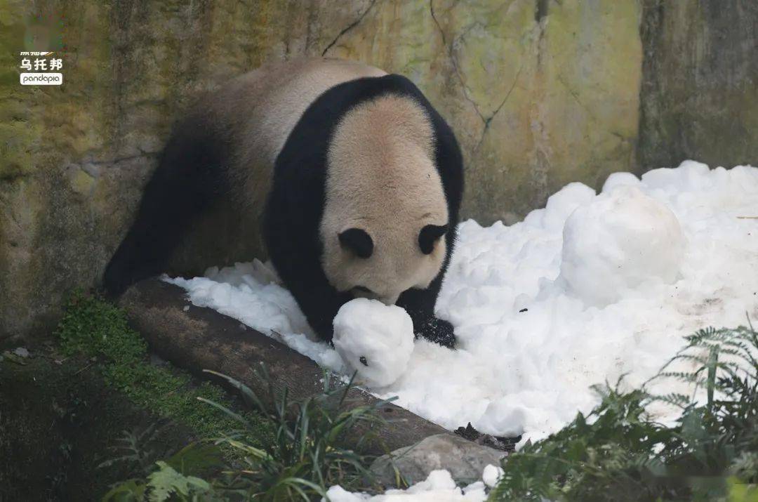 二喜,图源:爱胖达的七七微信公众号|新浪微博|b站