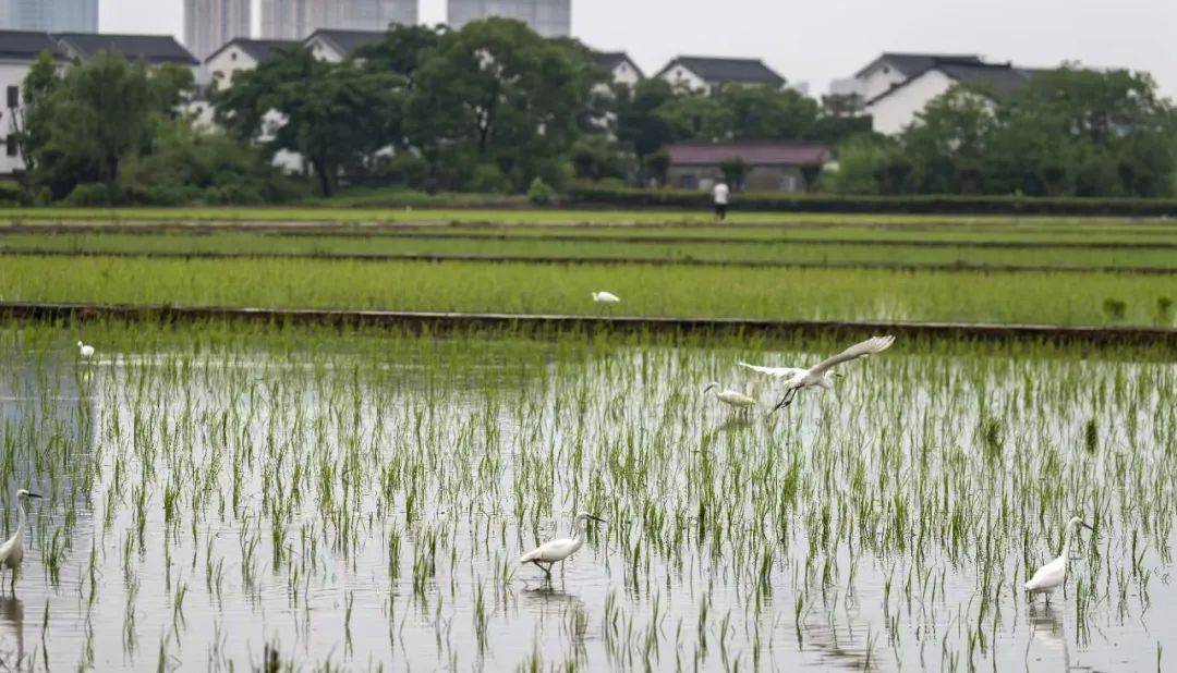 鸟类_周滨_张鑫林