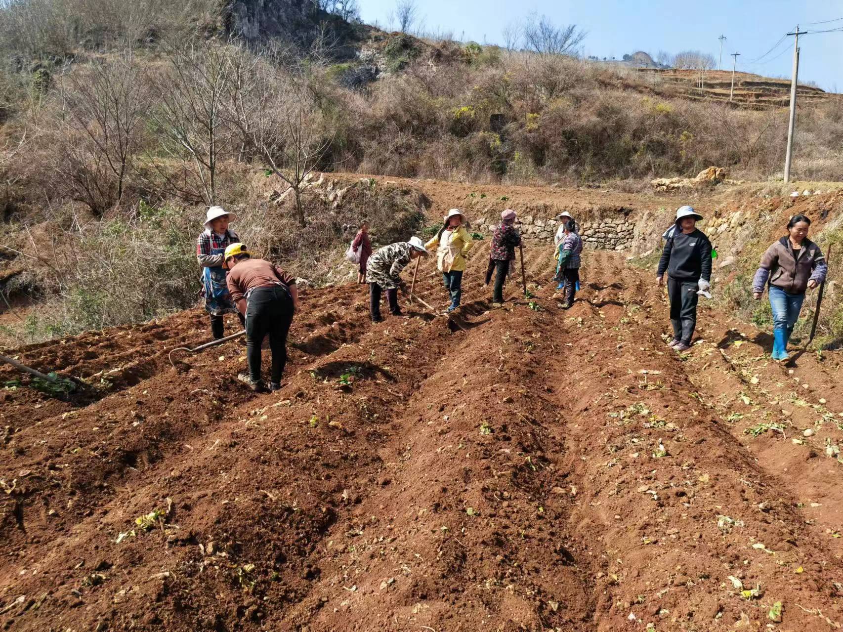 新春走基层|钟山区:抓春耕 保粮食安全_种子_生产_组织