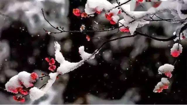 欣赏了美景,那春雪相关的诗句你又知道多少呢?_梅花_金杯_中华