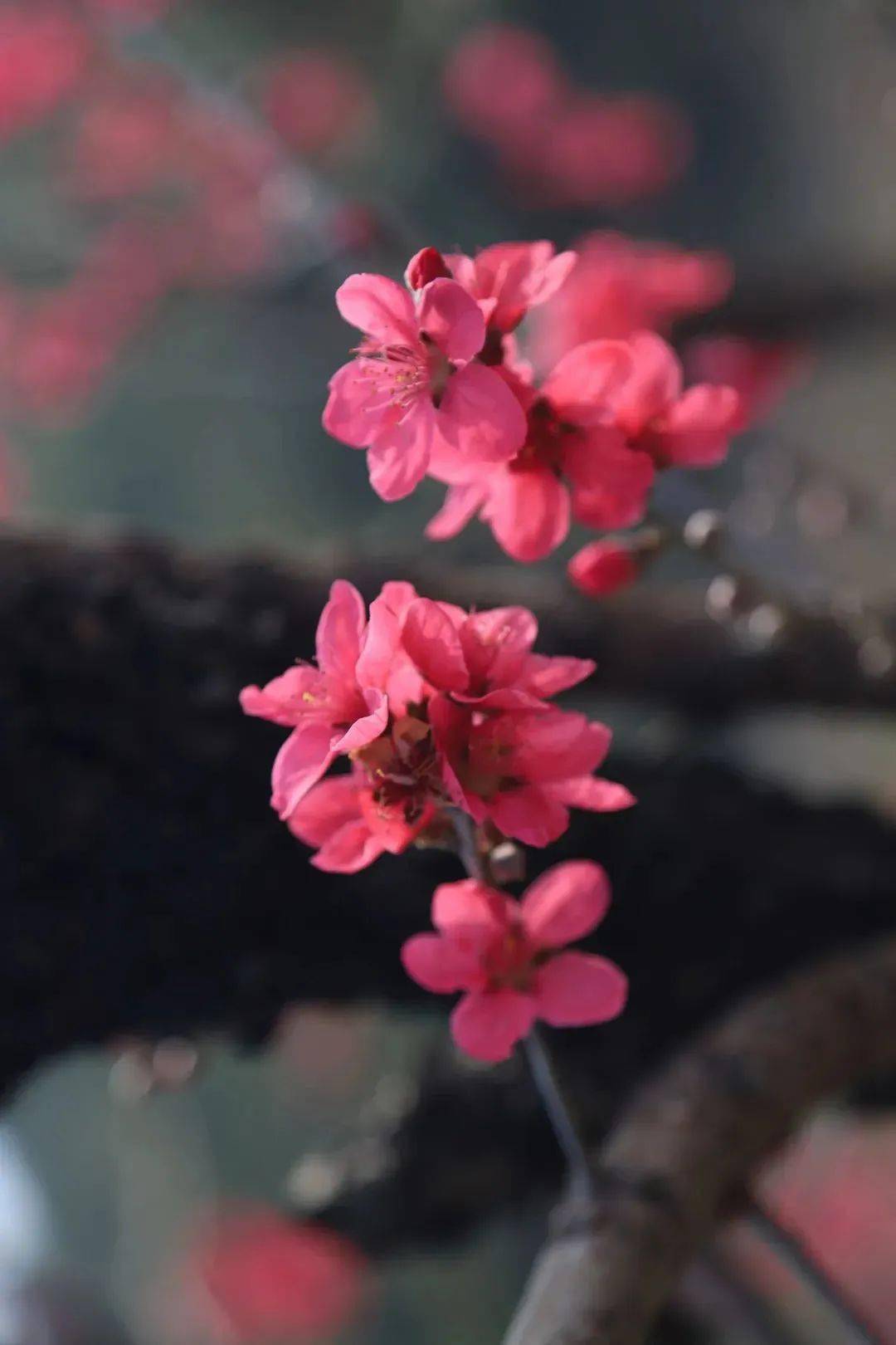 还有赏花攻略推荐,一起解锁翁源春日限定~_韶关_客家_季节