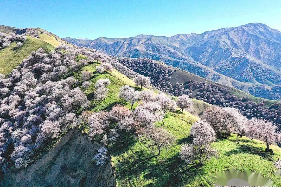 2024小车游系列 穿越探秘大海道 伊犁杏花8日_门票_全程_费用