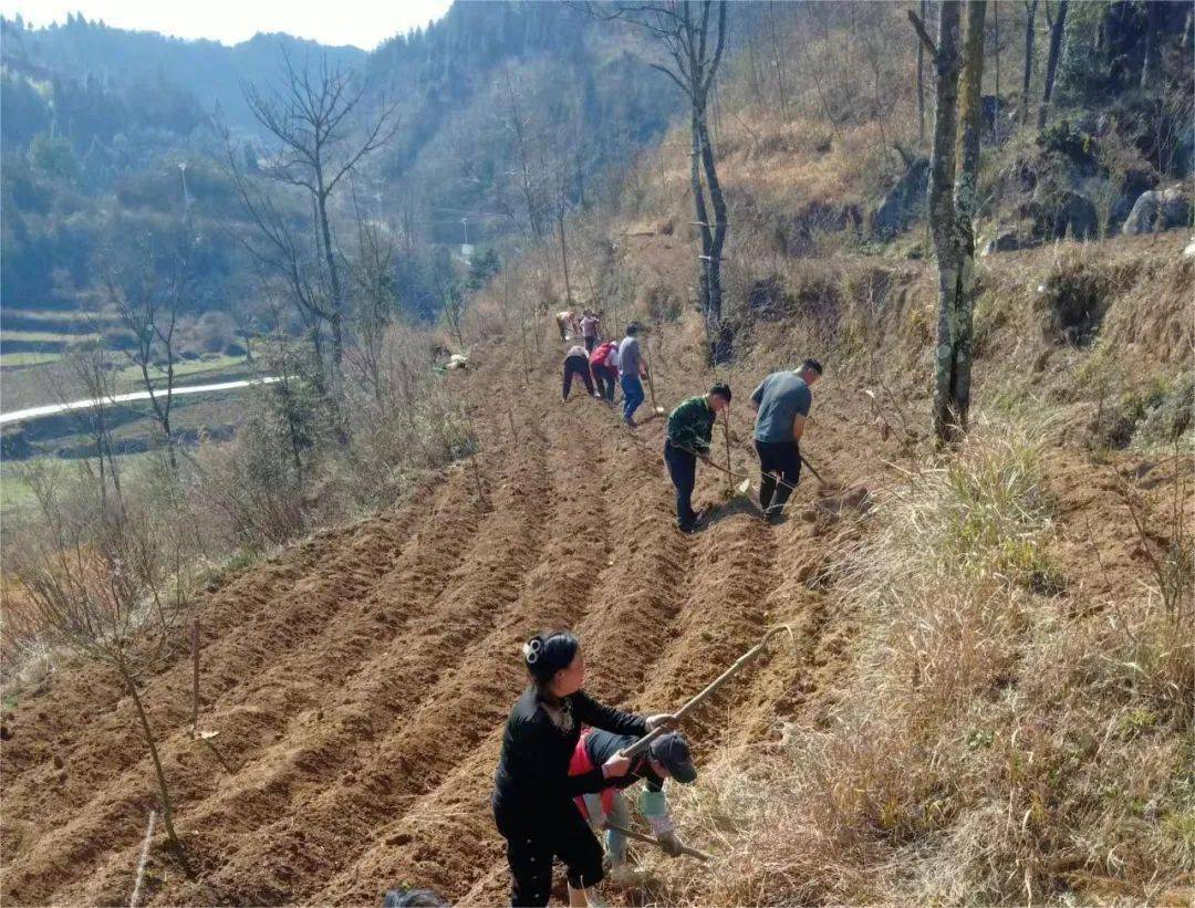 织金县鸡场乡:抢抓农时 万象"耕"新_指导_农户_科技