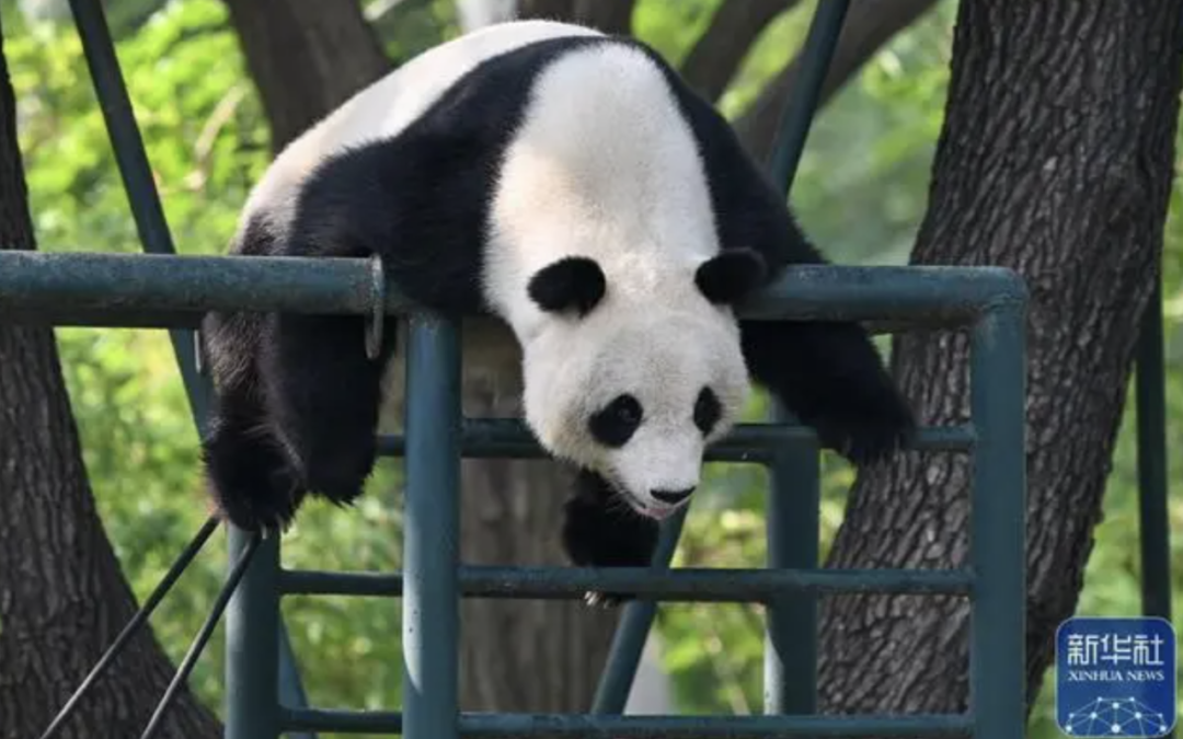 自然探秘所|走进天津动物园_大熊猫_格格_游客