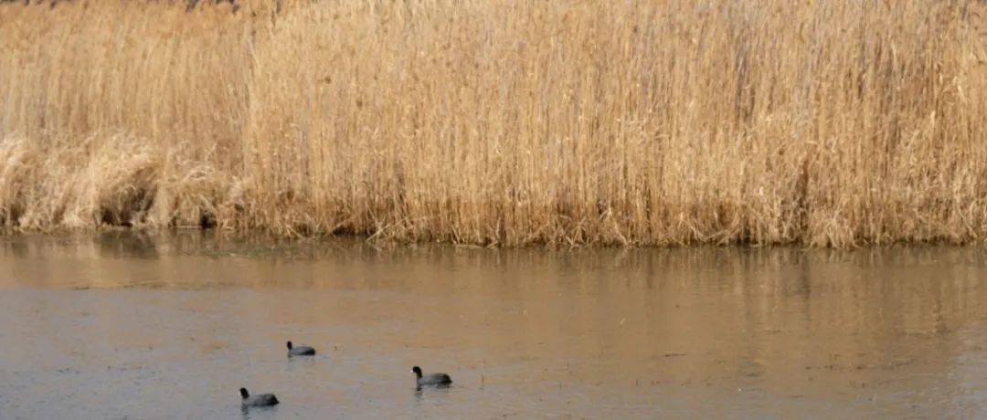 人海瞭望 | 邢庆杰:乡村诗人胡雪莱_获奖_青年_大赛